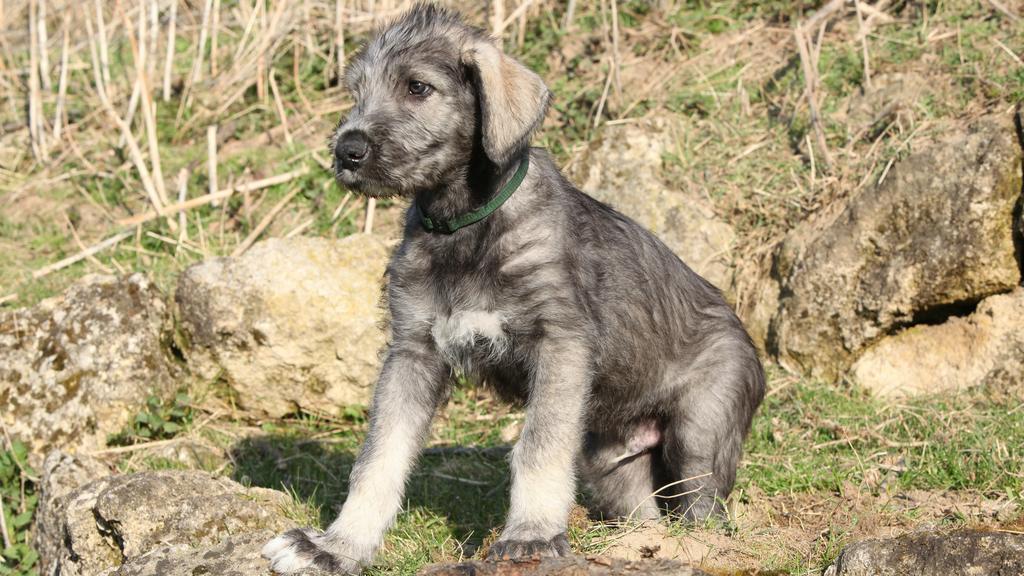 Irish Wolfhound