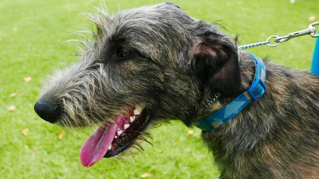 Suitability for First-Time vs. Experienced Owners icon