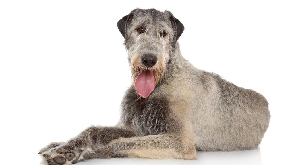 Living Environment Adaptability icon