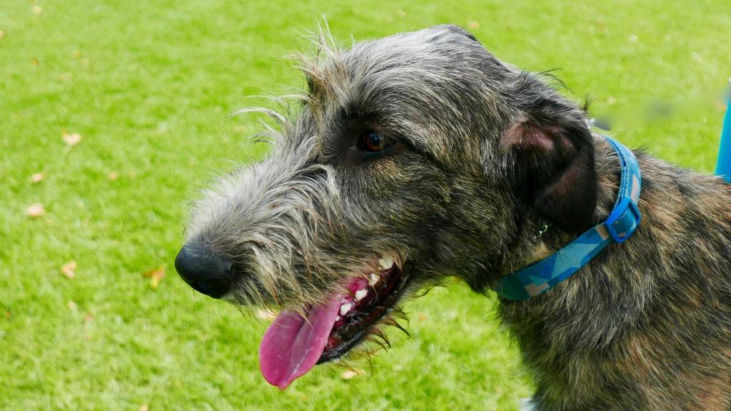 Exercise & Activity Needs icon