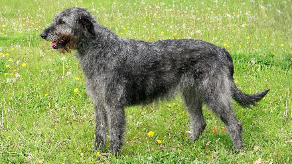 Irish Wolfhound