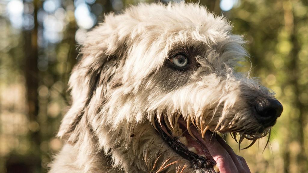 Basic Information icon