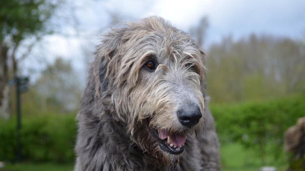 Irish Wolfhound