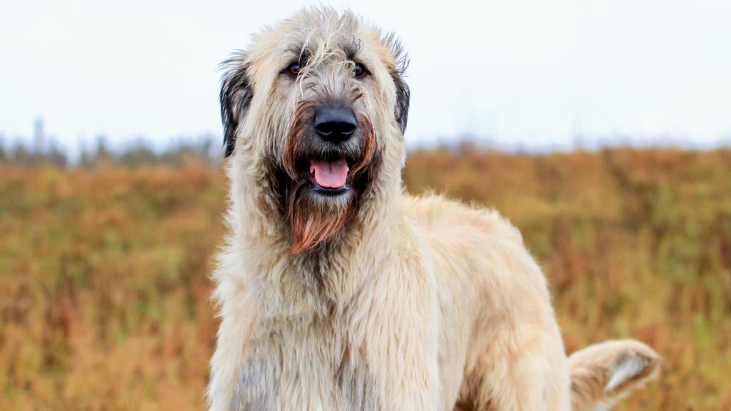 Irish Wolfhound