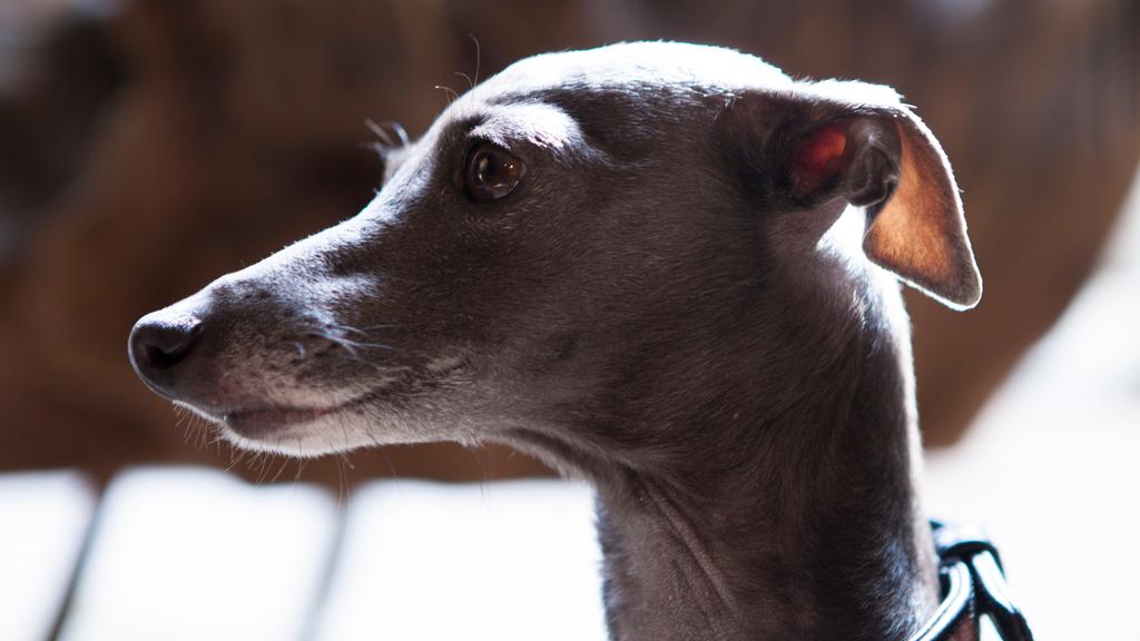 Italian Greyhound