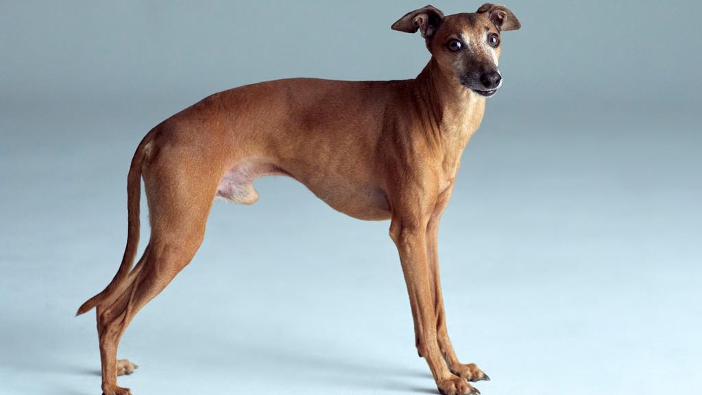 Italian Greyhound
