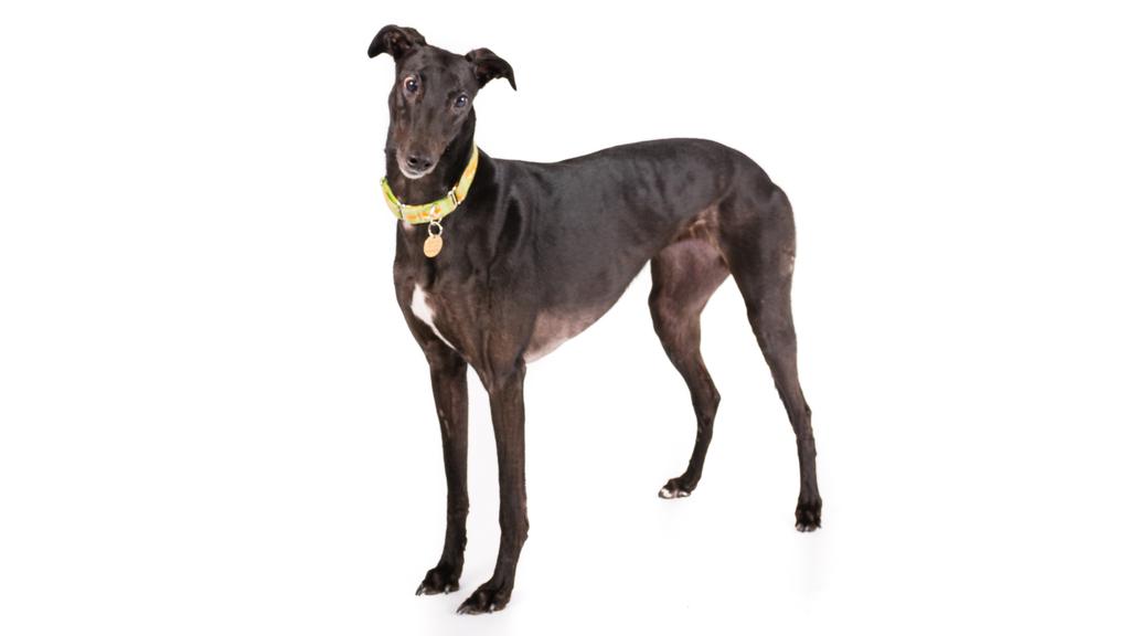 Italian Greyhound