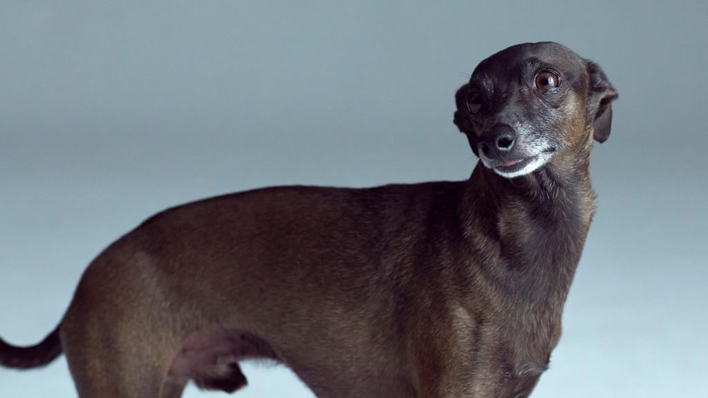 Italian Greyhound