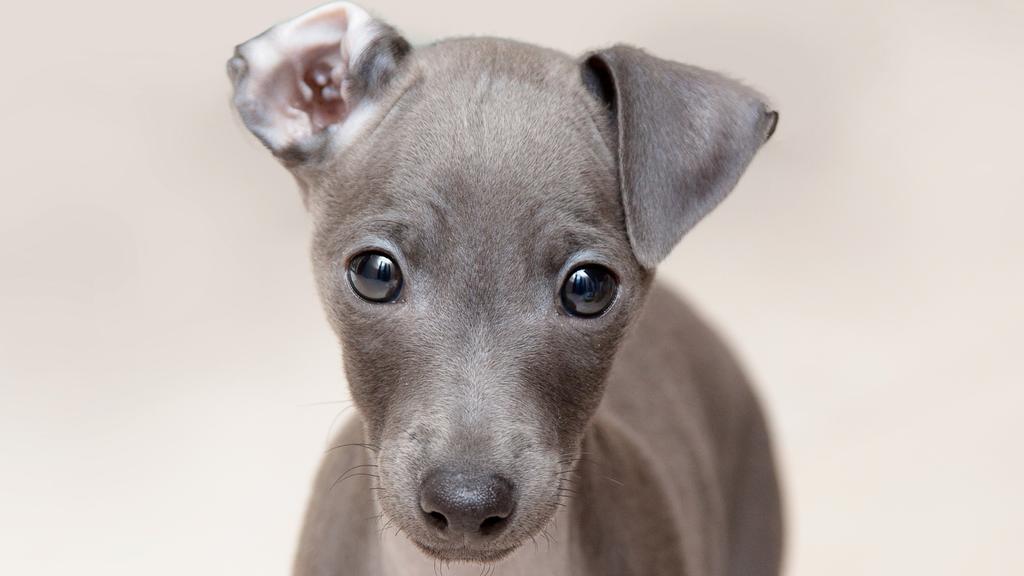 Italian Greyhound