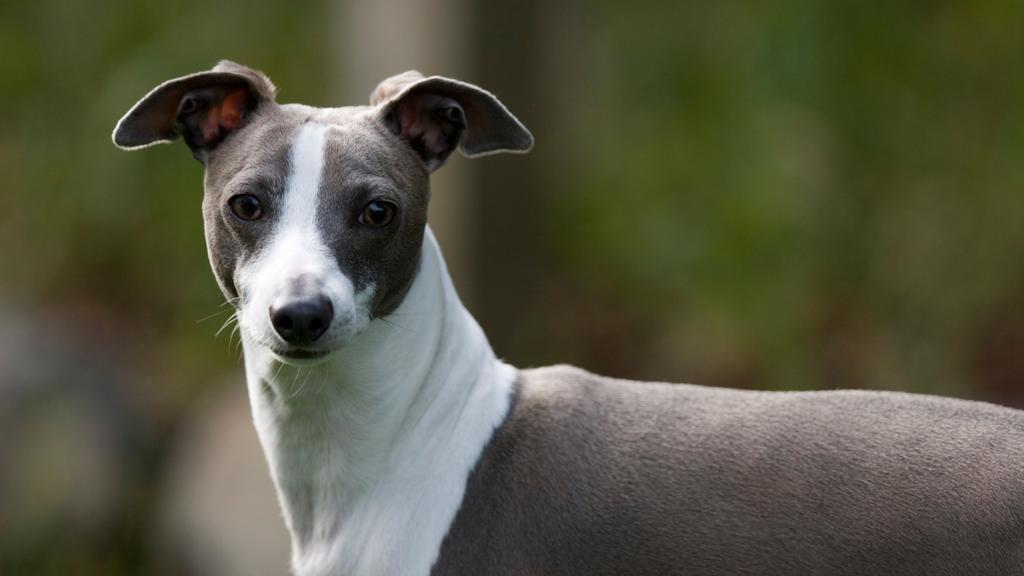 Italian Greyhound