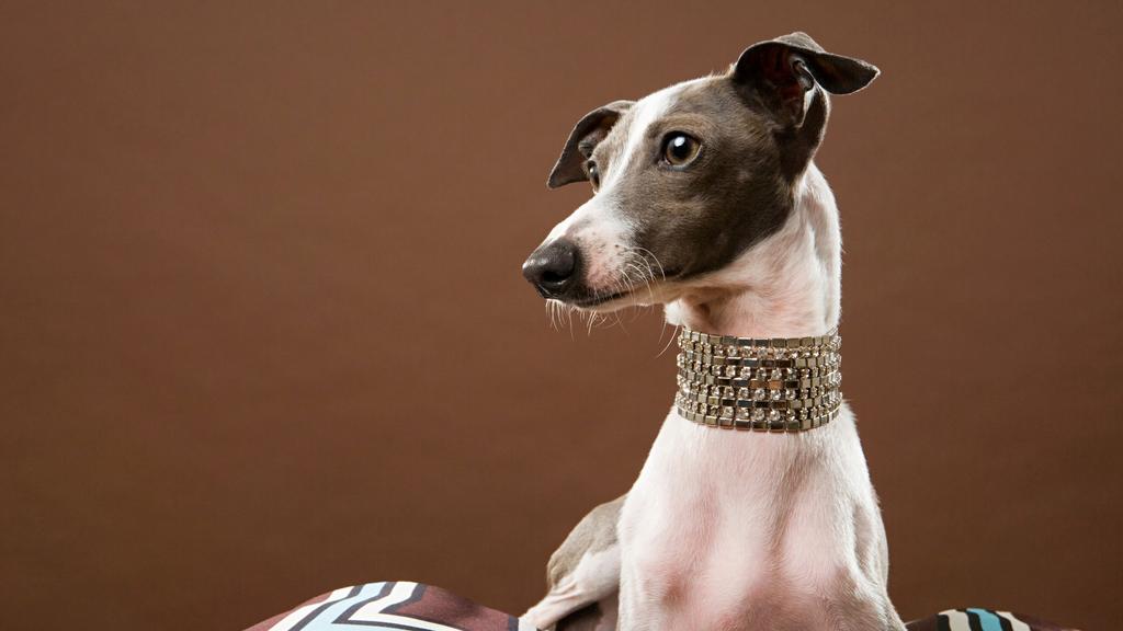 Italian Greyhound
