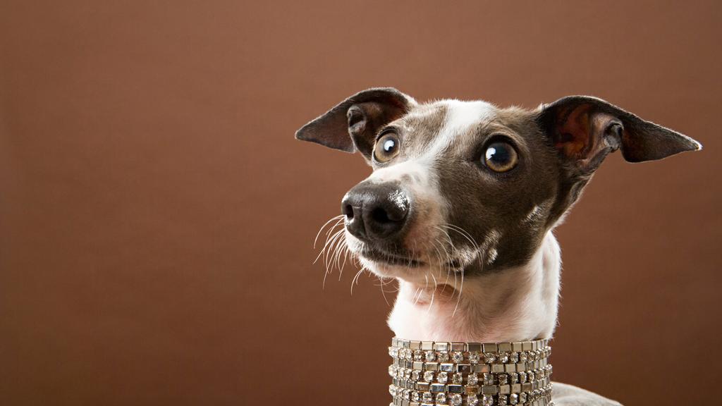 Suitability for First-Time vs. Experienced Owners icon