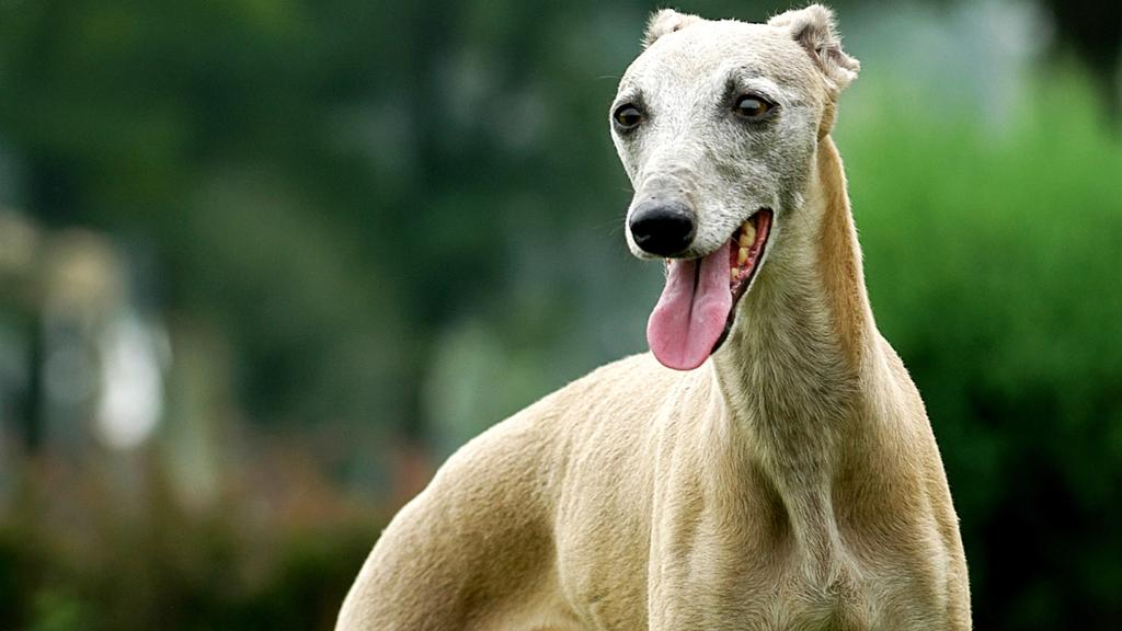 Grooming & Health icon