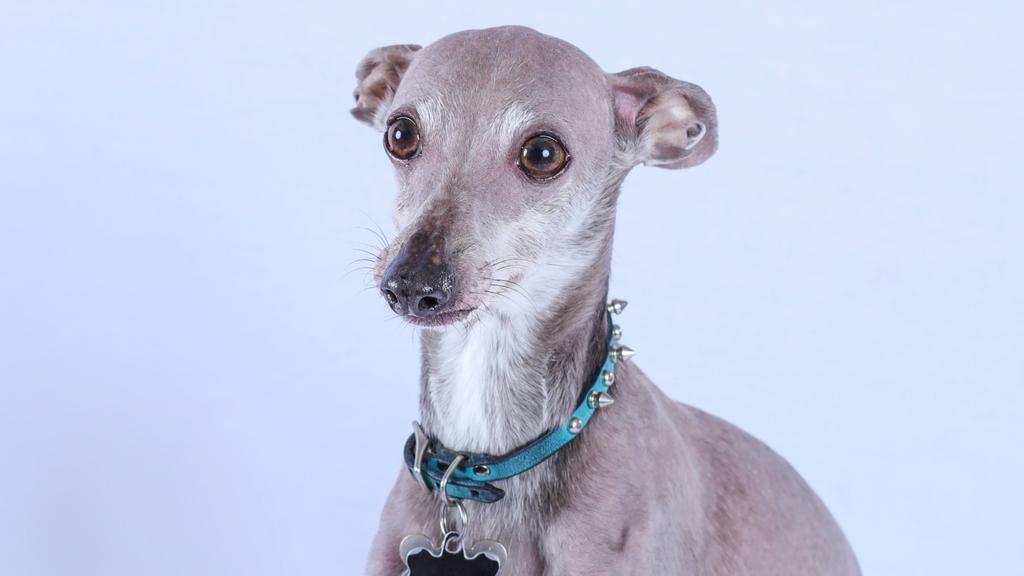 Italian Greyhound