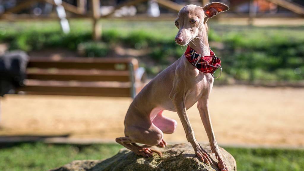 Temperament & Behavior icon