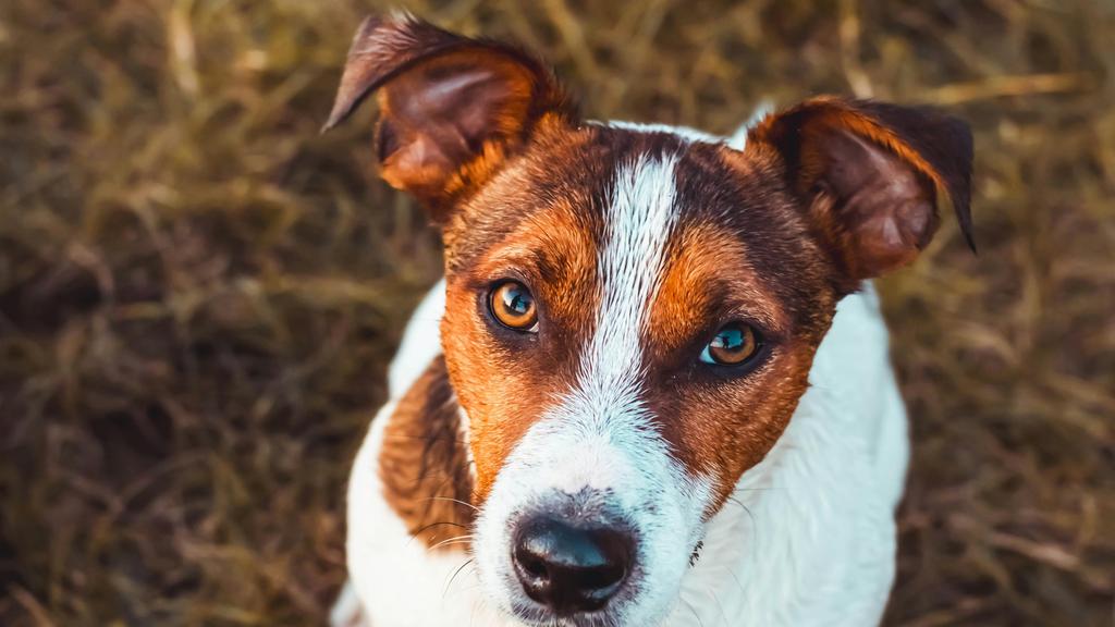 Living Environment Adaptability icon