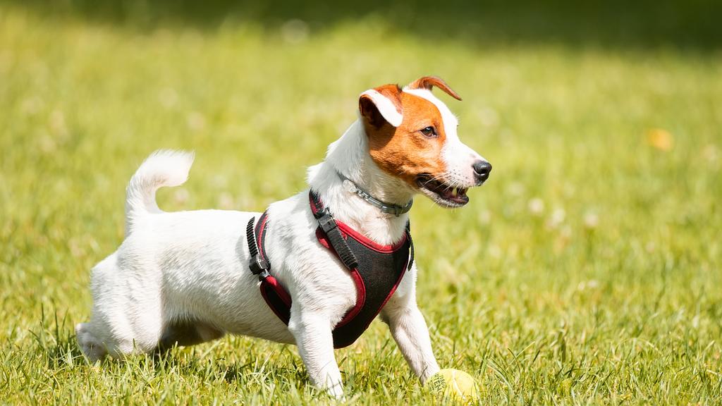 Jack Russell Terrier
