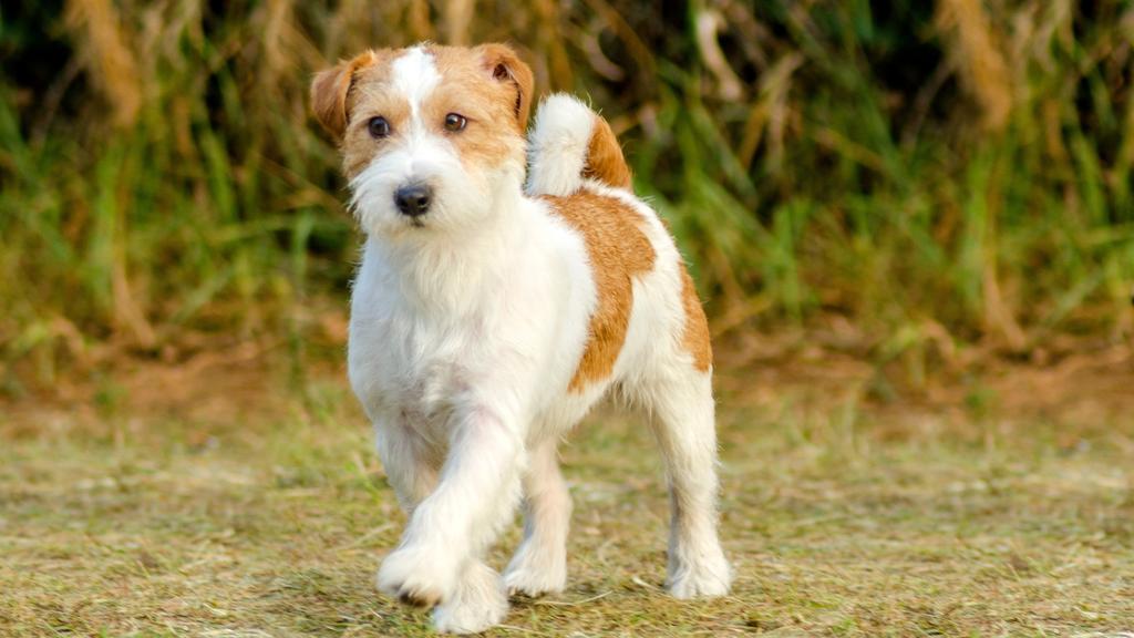 Jack Russell Terrier
