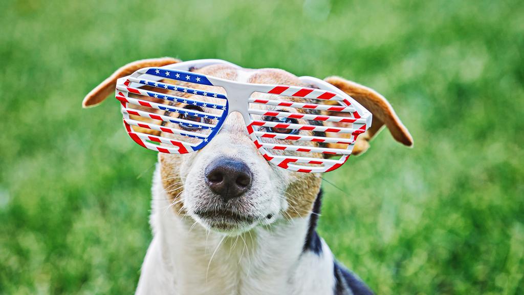 Jack Russell Terrier