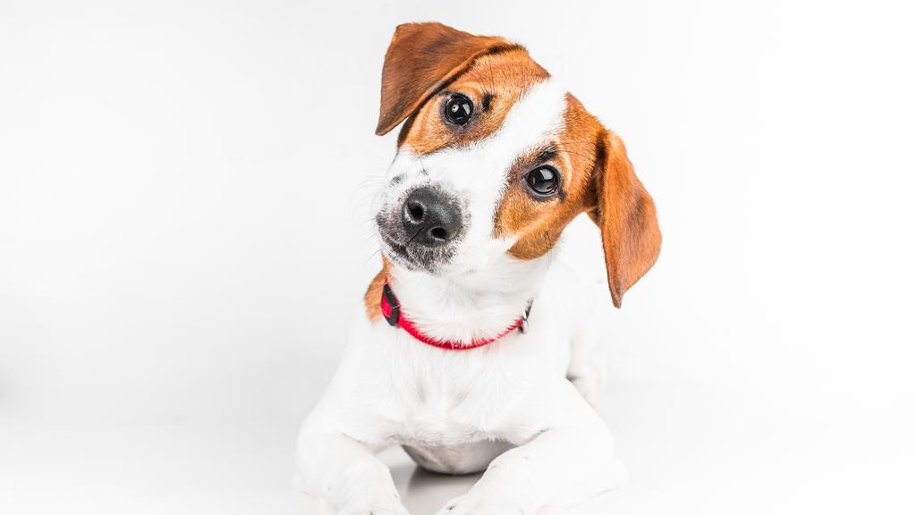 Jack Russell Terrier