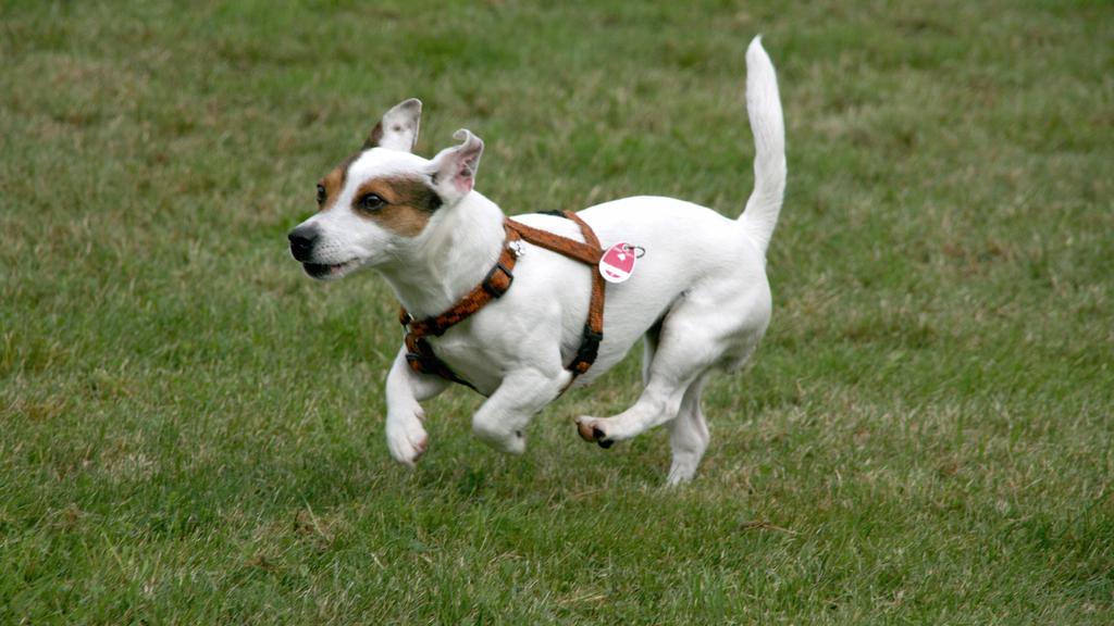 Basic Information icon