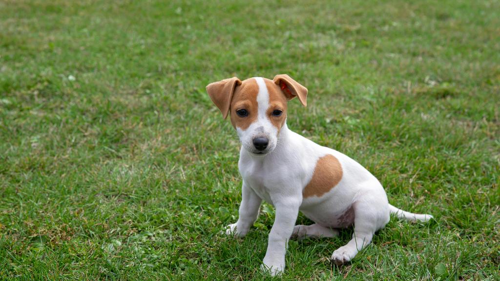 Jack Russell Terrier