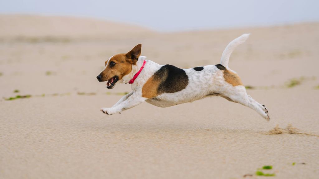 Jack Russell Terrier