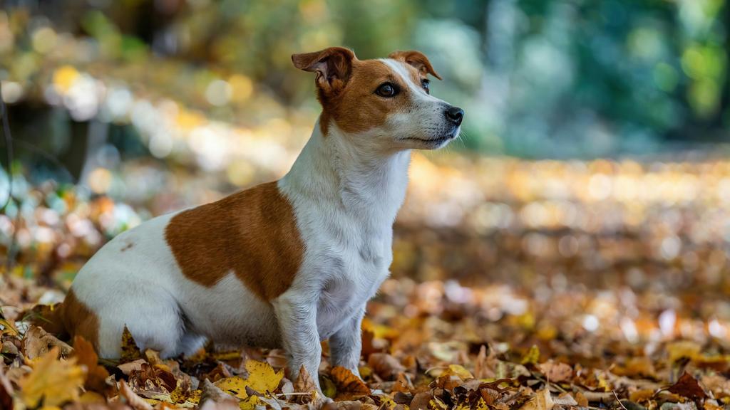 Jack Russell Terrier