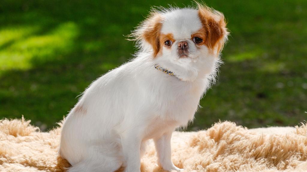 Japanese Chin