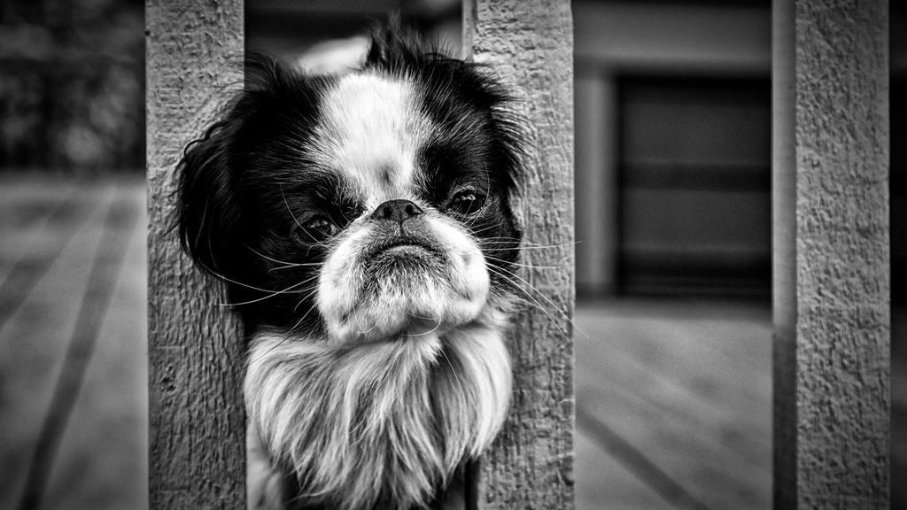Japanese Chin