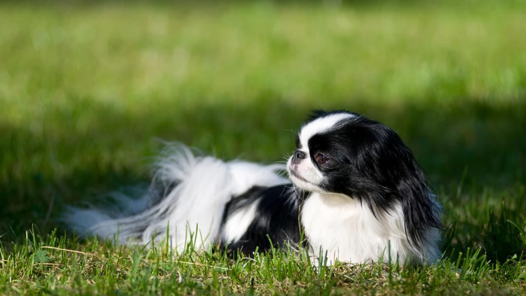 Japanese Chin