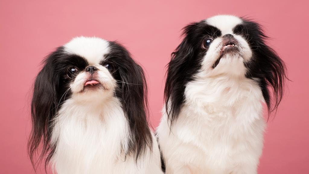 Japanese Chin