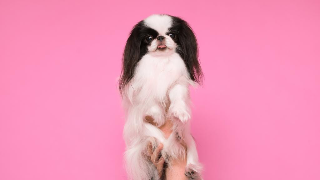Japanese Chin