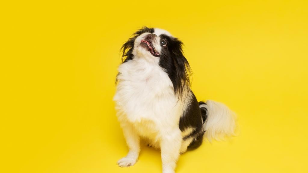 Basic Information icon