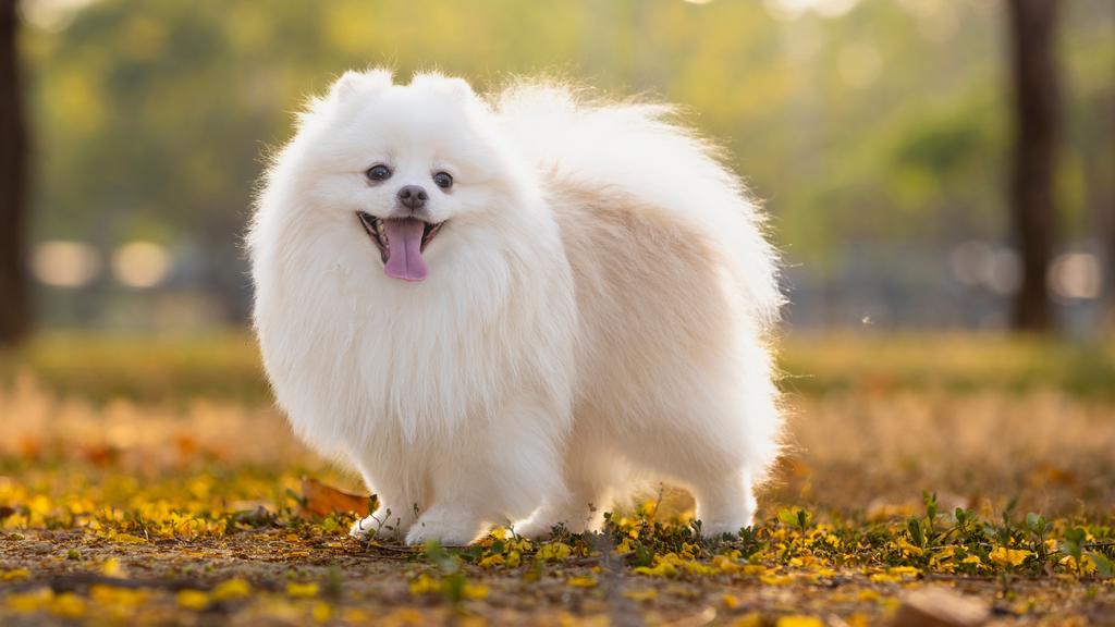 Grooming & Health icon