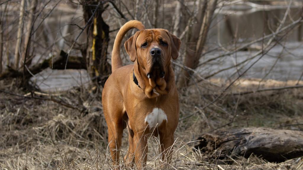 Adoption vs. Breeder Considerations icon