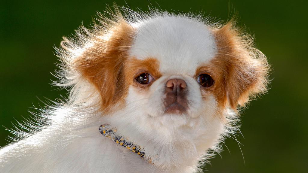 Japanese Chin