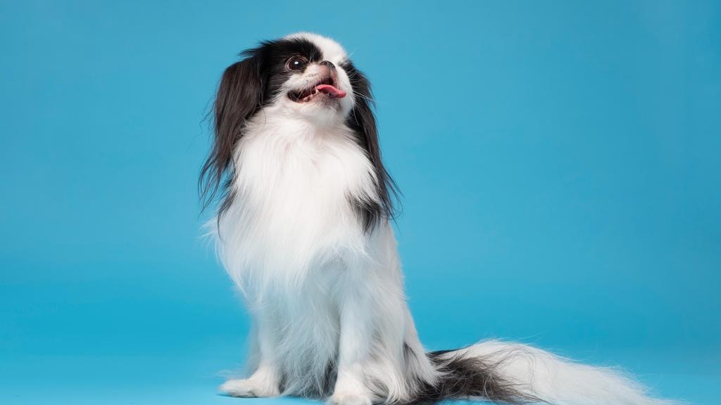 Japanese Chin