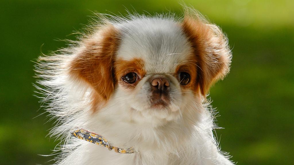 Japanese Chin
