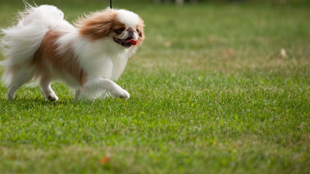 Suitability for First-Time vs. Experienced Owners icon