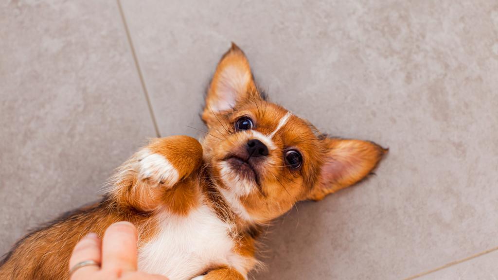 Temperament & Behavior icon