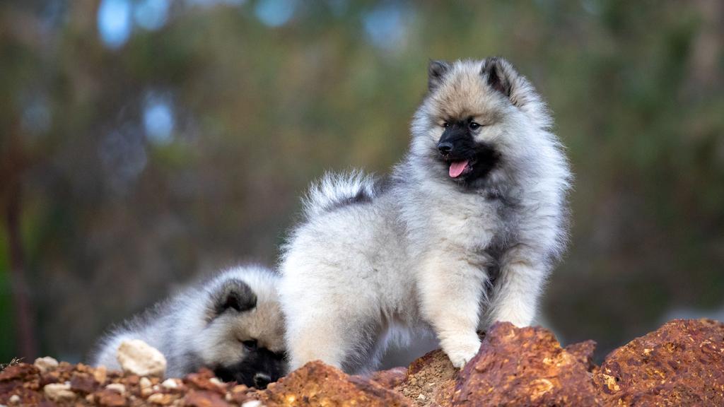 Suitability for First-Time vs. Experienced Owners icon