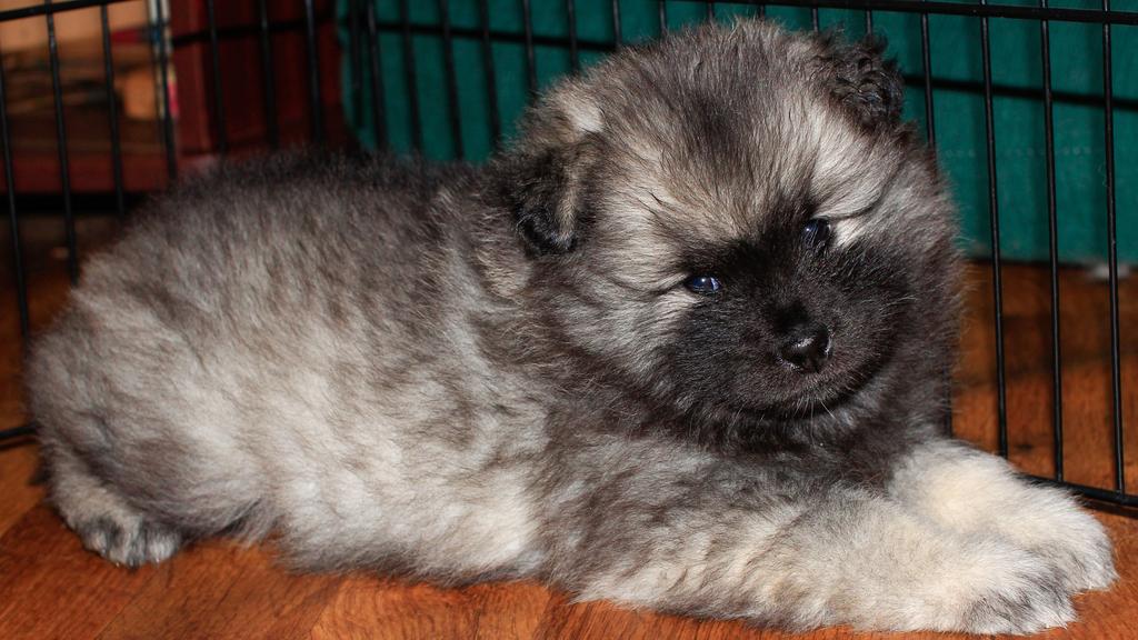 Keeshond
