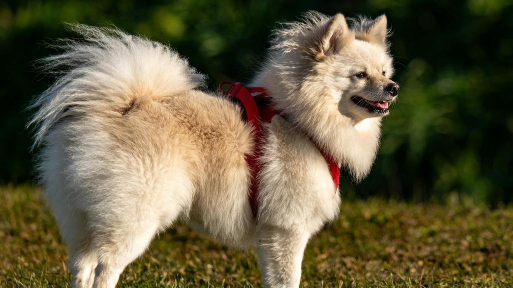 Keeshond