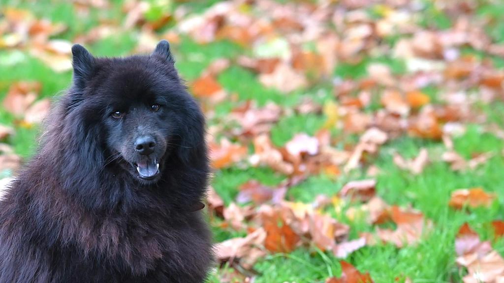 Life Stage Considerations icon