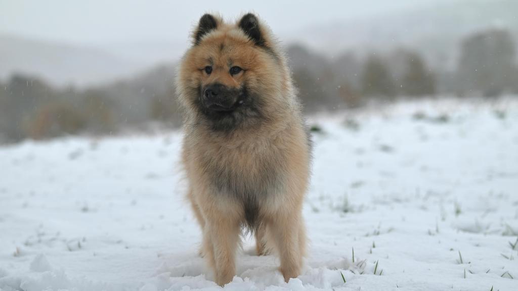 Exercise & Activity Needs icon