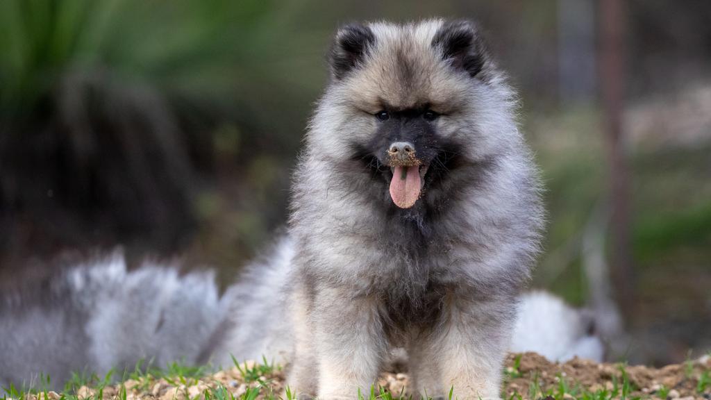Keeshond