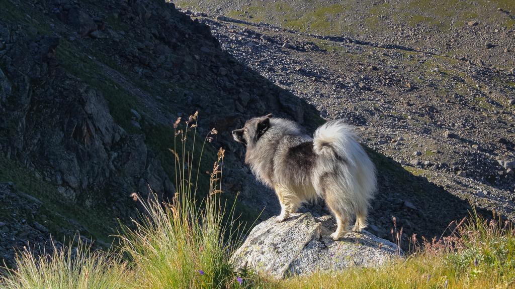 Keeshond