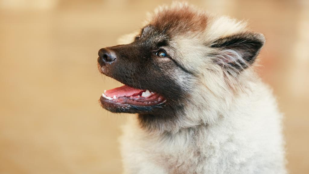 Keeshond