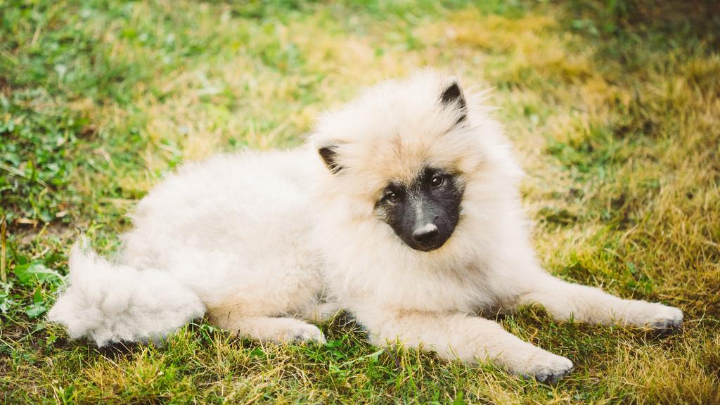 Temperament & Behavior icon